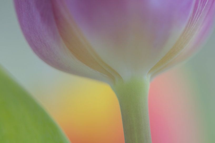 Tulip in pastel colors by Marianne Twijnstra