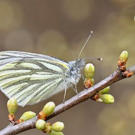 Butterfly cabbage white butterfly by Violetta Honkisz