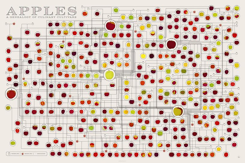 Appels Een stamboom van culinaire cultivars van Steven Kingsbury