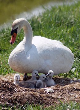 Zwaan met jongen