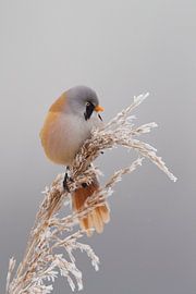 Bearded man in the reeds in the winter by Jeroen Stel