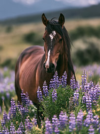Bruin paard in een veld lupinen – Paardenkunst van StudioRemier