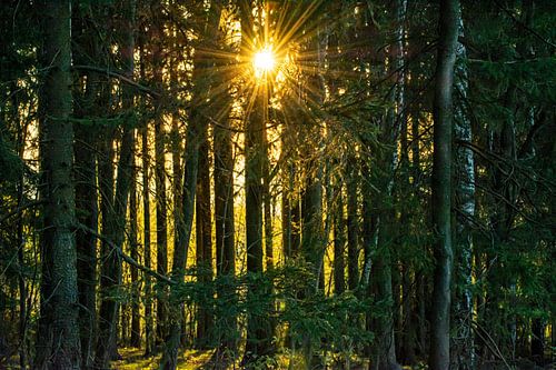 Sunrise in the forest