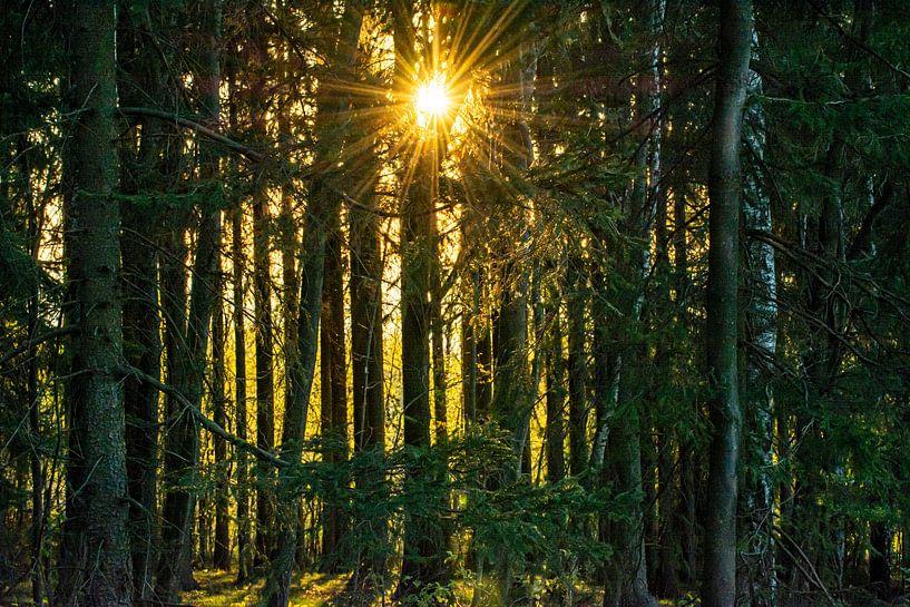 Lever de soleil dans la forêt par Johnny Flash