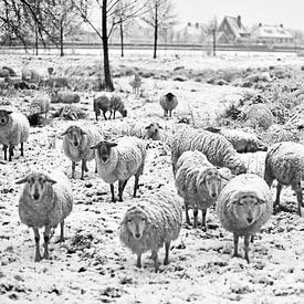 Schapen in de sneeuw (zwart-wit) van Inge van der Hart Fotografie