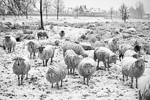 Schapen in de sneeuw (zwart-wit)