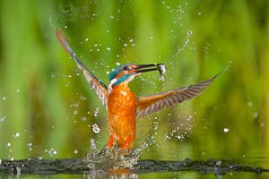 Eisvogel