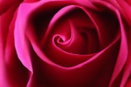 Red rose by Esmee Eeltink