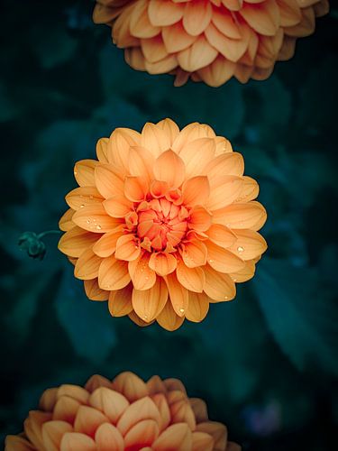 Vibrant Blooms – An Explosion of Color and Symmetry by Rosalie Photography & Prints