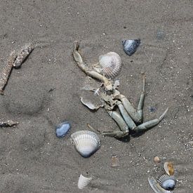Zeedieren op het strand van Matthias Brix