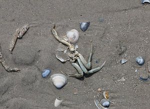 Animaux marins sur la plage