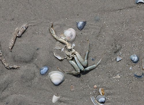 Meerestiere am Strand