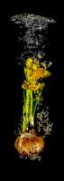 Spetterende narcis