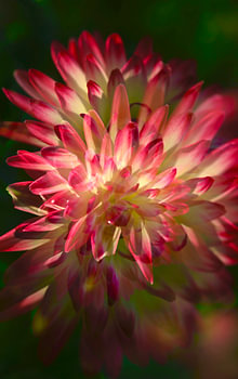 Prachtige dahlia