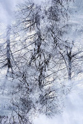 Bomen