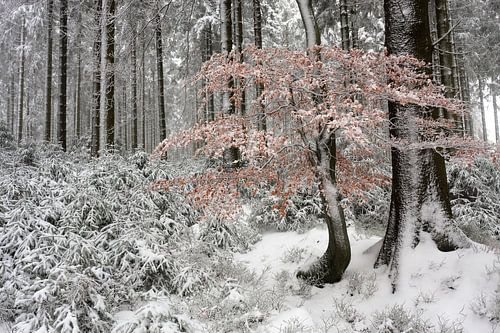 Beuk in besneeuwd naaldbos