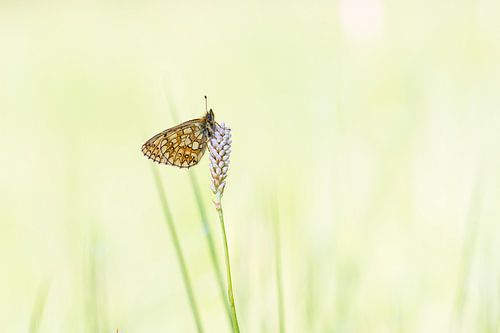 zilveren maan op adderwortel