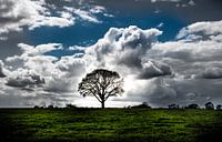 Arbre dans la prairie Mise en évidence de la couleur