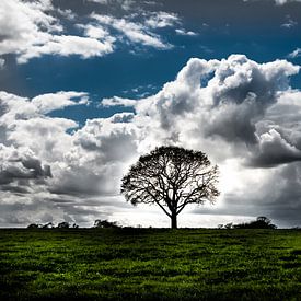 Tree in Meadow Highlight in Colour by Michiel ter Elst