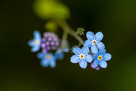 Remember me? van Atelier Eikebloom