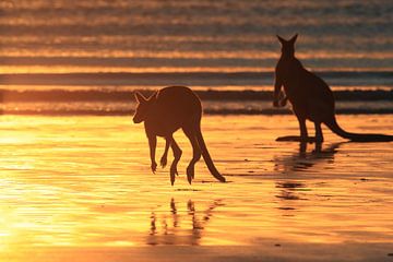 kangaroo on beach at sunrise, mackay, north queensland, australia by Frank Fichtmüller