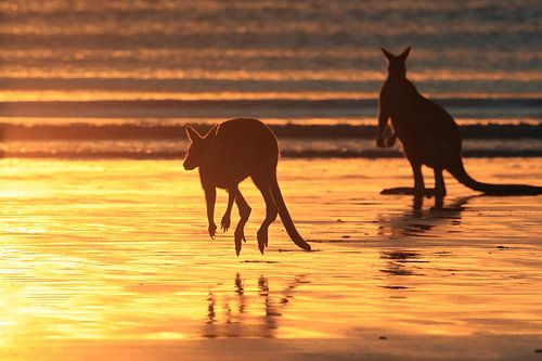 kangoeroe op strand bij zonsopgang, mackay, noord queenland, australië