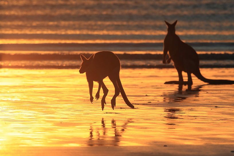 kangaroo on beach at sunrise, mackay, north queensland, australia von Frank Fichtmüller