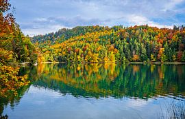 Herfstmeer met bossen