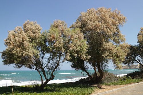 Arbres au bord de la mer