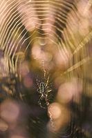 Tiger spider 'The web of light'