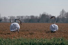 Silent meeting in the field by Ilona Water