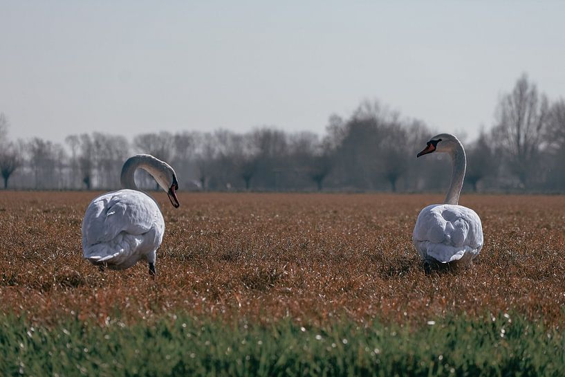 Stille Begegnung auf dem Feld von Ilona Water