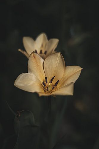 Toadflax tulip by Tamara S.