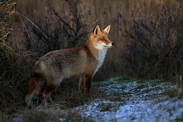 Fox by Margaretha Gerritsen