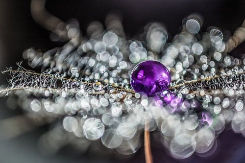 Pluis met paarse drup