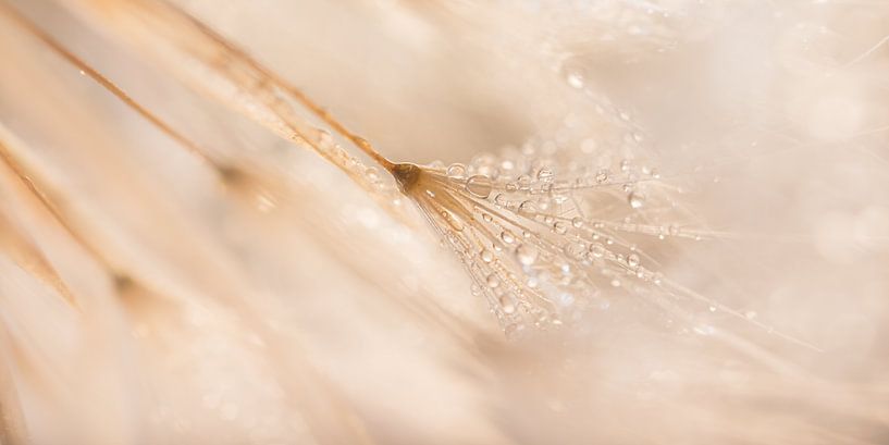 Panorama: Pastel-colored lines from nature by Marjolijn van den Berg