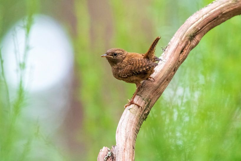 wren by Merijn Loch
