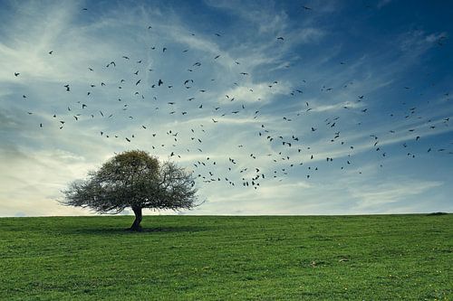 L'arbre sur Yvonne Blokland