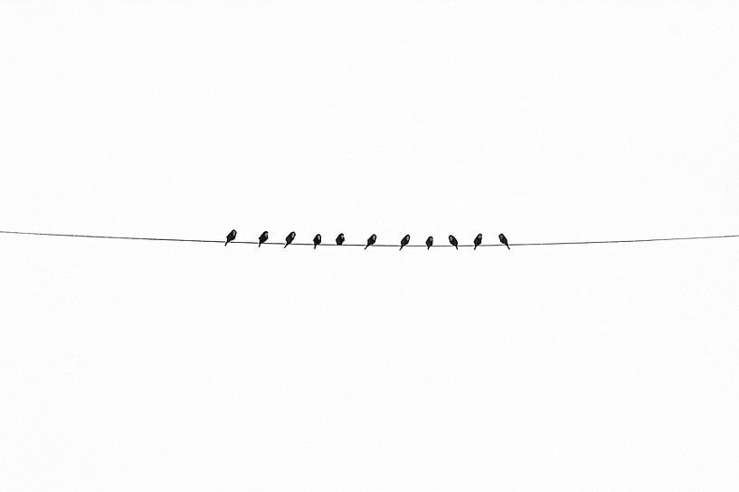 Silhouetted Birds Abstract by Kleurenrijk