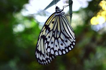 Prachtige zwart witte vlinder, hangend aan een takje van Vera Boels
