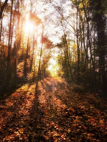 Herfst in De Gavers 6