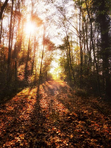L'automne à Gavers 6 par Maickel Dedeken