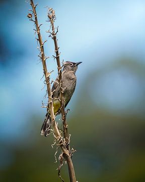 Cape Bulbul in Kaapstad van Tom Zwerver