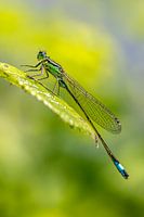 Demoiselle sur feuille