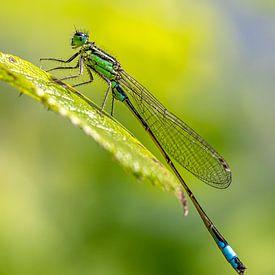 Waterjuffer op blad van Laura Wubben