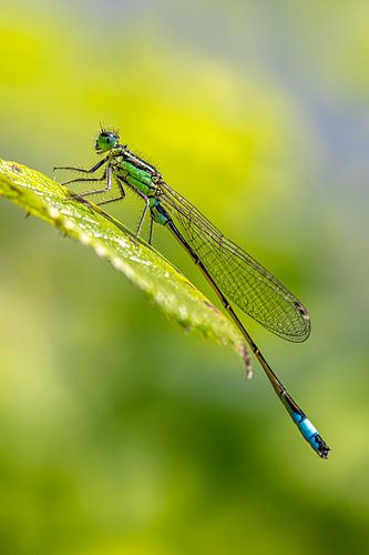 Damselfly on leaf