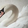 Le cygne dans le détail Pureté et élégance intemporelles sur Eva Lee