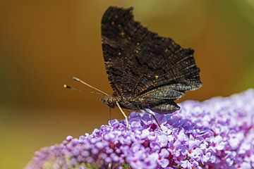 Zwarte vlinder op paarse vlinderplant van Karin Riethoven