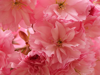 Blossom