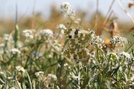 Vlinderliefde van Marlies van den Hurk Bakker